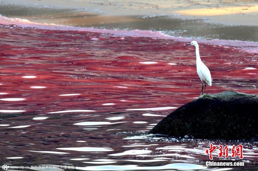 组图广东珠海渔女附近水域出现赤潮海水呈血红色