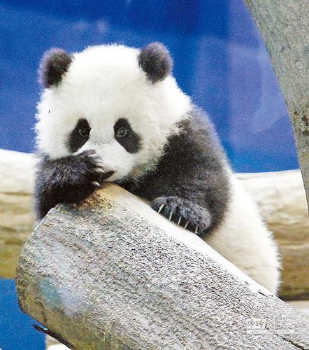 熊猫"圆仔"初亮相 咬手,揉眼,打哈欠