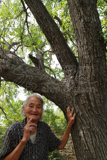 300年枣树深藏农家小院枝繁叶茂果实累累