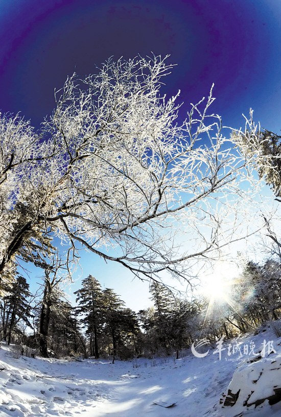 北大壶滑雪场山上的树木布满雾凇