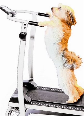 英国小狗上跑步机减肥