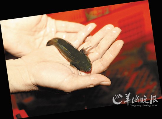 黄鱼子花好悦圆:芫茜豆腐花鱼汤四海一品:马鲚鱼子炒韭菜▲四海一品