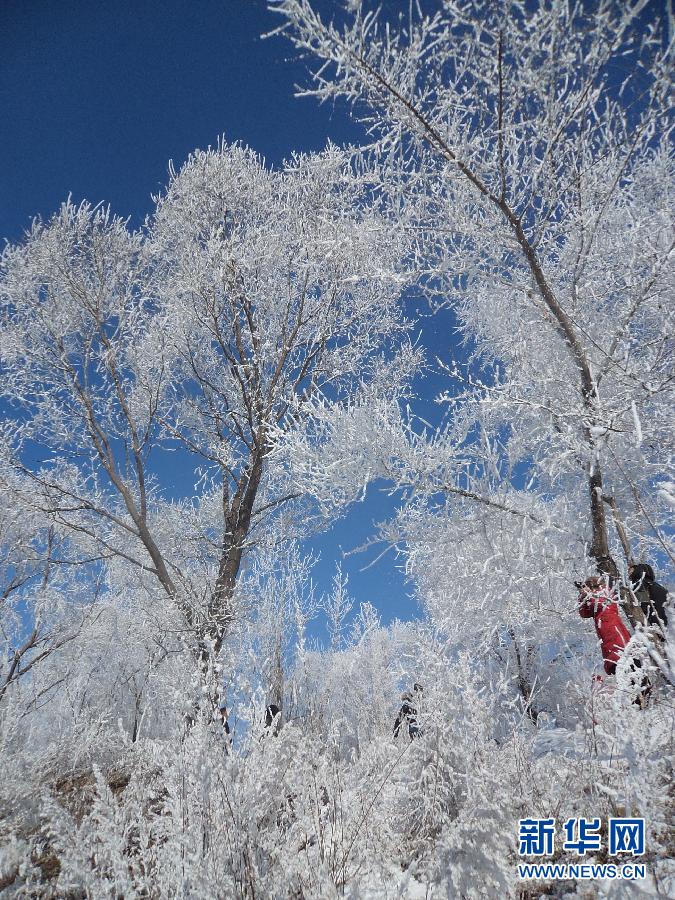 组图银装素裹北国雾凇美