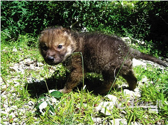 出生不久的小狼格林"妈妈,你病好了吗?