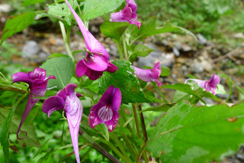 郴州现"植物活化石"龙虾花 已有一亿年历史