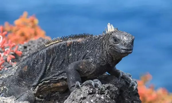 最具外星球气质的小岛加拉帕戈斯