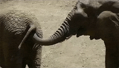 关于大象的20个冷知识_手机凤凰网