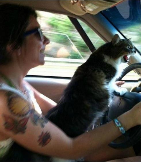 猫星人开车爽翻了！