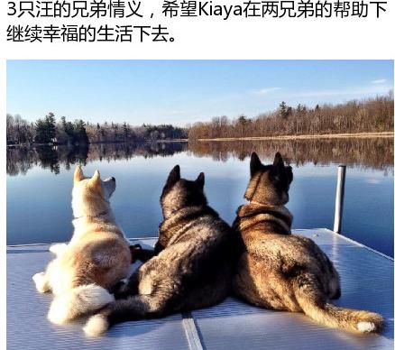 [暖心]一只汪双目失明 但有俩情深意重的仗义兄弟