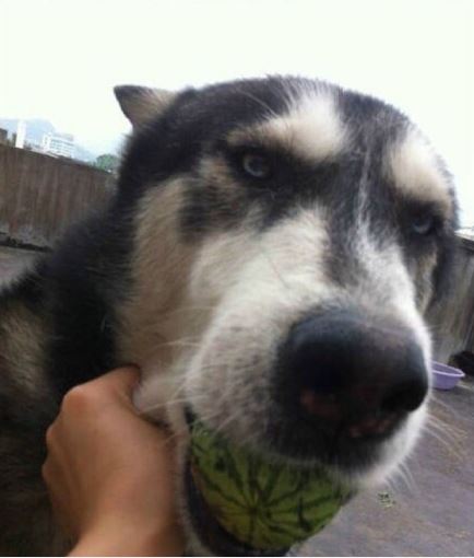 午fun来了150730:皇帝碰上办假证的|微软我没你这个儿子