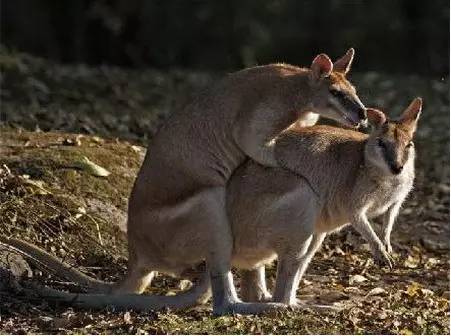 袋鼠交配