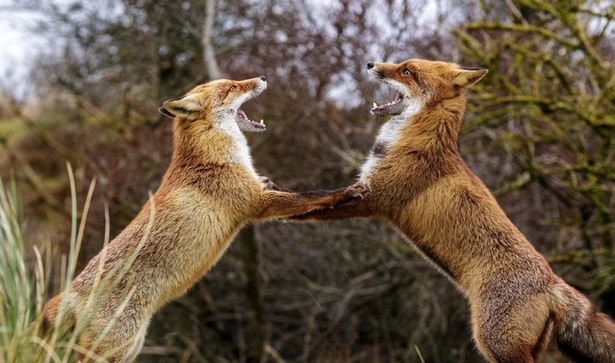 原汁原味的"狐步舞"