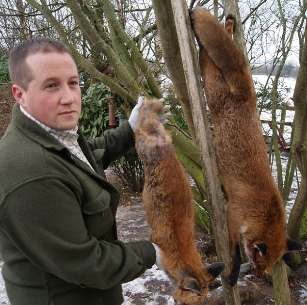 英农夫发现史上最大狐狸身长145米不偷鸡改吃羊