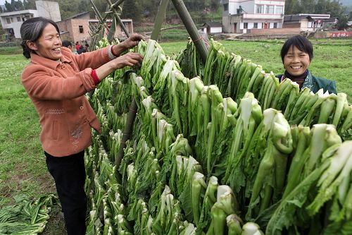 大足3萬畝冬菜喜獲豐收