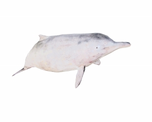 珍稀中华白海豚昨惊现佛山打捞送往珠海救治