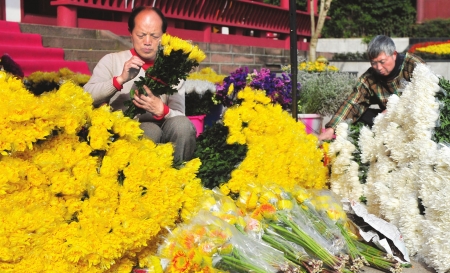 昨日,华西都市报记者从花卉批发和零售市场了解到,从3月初开始,菊花的