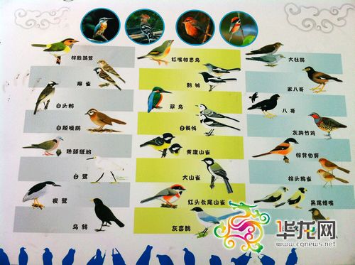 重庆动物园里的这些野鸟你认识吗? 记者 黄军 摄