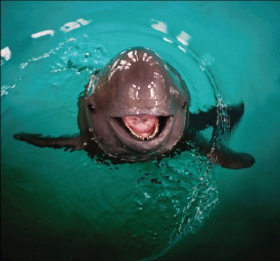 2011年5月25日,武汉中科院水生所,江豚有一副天生的笑脸,却藏着难以言