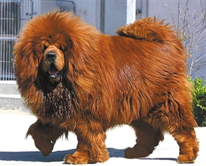 藏獒为什么能换宝马