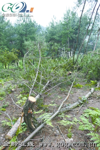 村民发现大量松树被砍