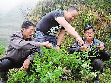 "关注乡村农技员缺失"系列报道之一 种植户的期盼