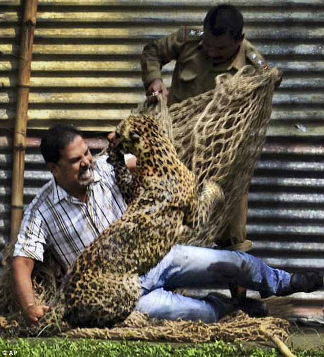美洲豹袭击了一男子.