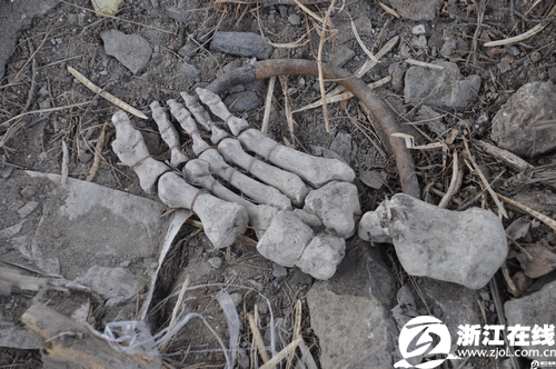 余杭惊现白骨吓坏村民原来是实验里的石膏标本