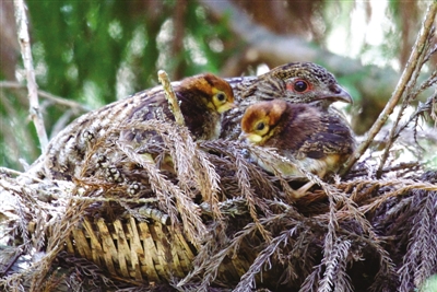黄腹角雉幼鸟孵化成功 包其敏 摄