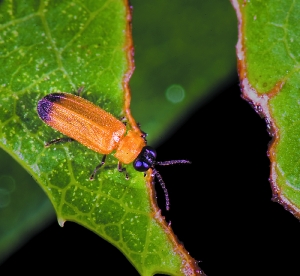 飞出书本和记忆萤火虫悄悄回到我们身边