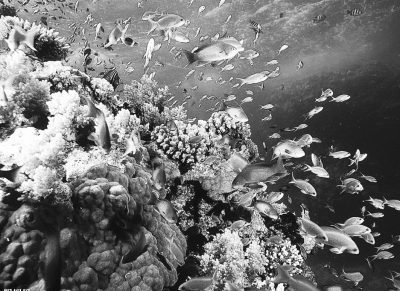 这里还有丰富的矿物资源,含有锰,铁,铜,钴等35种金属和稀有金属锰结核