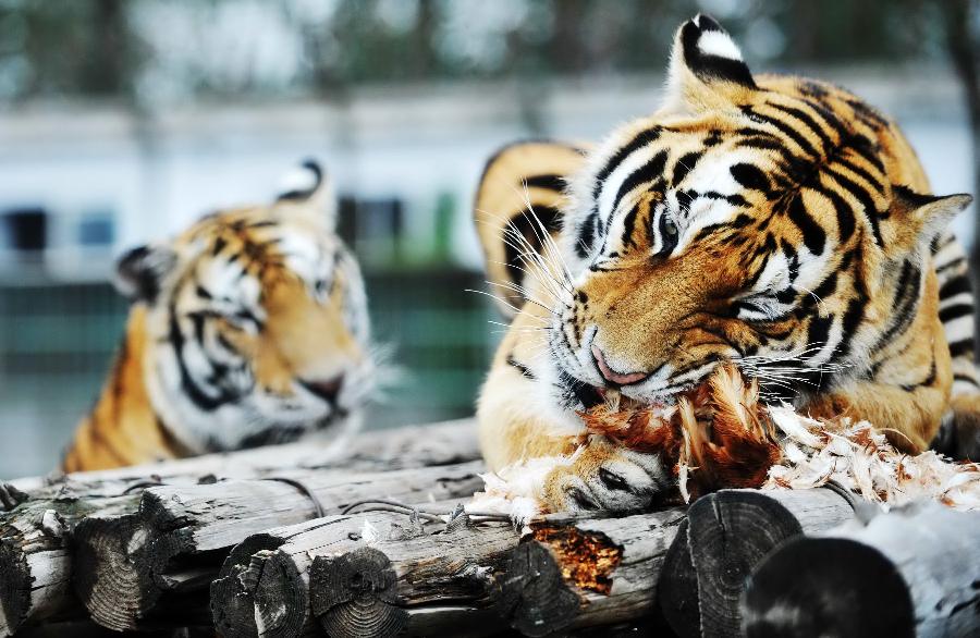 我国开展首次东北虎规模化野化训练