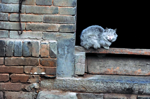 响水桥下条石无踪   历经沧桑的古民宅 【古村遗存】 青砖灰瓦 彭家