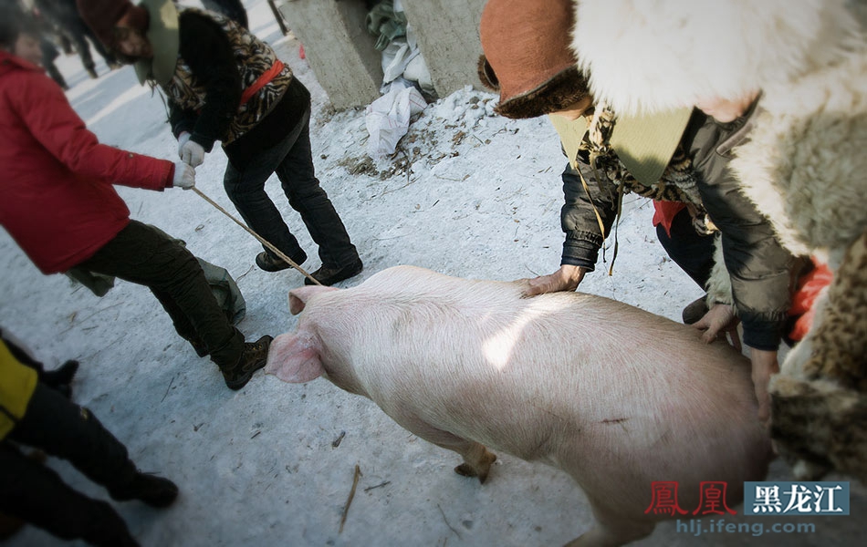 三百多斤的猪几个屠户连拉带赶,很是费劲,而年猪似乎也知道厄运即将